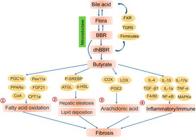 Therapeutic Effects of Berberine on Liver Fibrosis are associated With Lipid Metabolism and Intestinal Flora